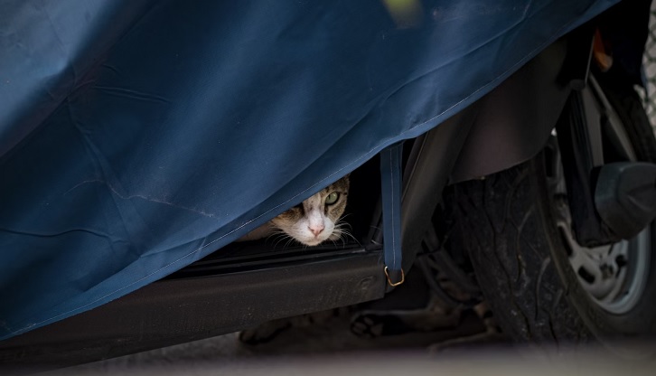 The Shy Kitten